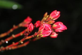 花卉