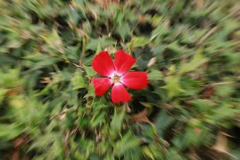 花卉