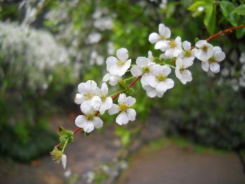 花卉