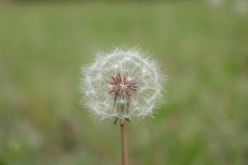 花卉
