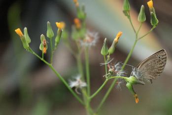 花卉
