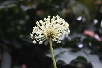 花卉