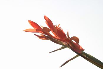 花卉