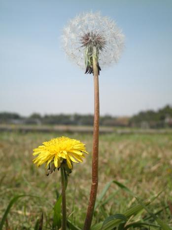 花卉