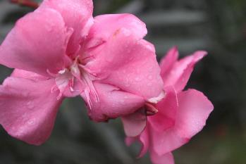 花卉