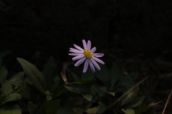 花卉