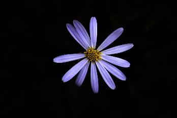 花卉