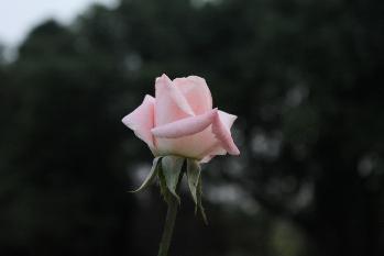 花卉