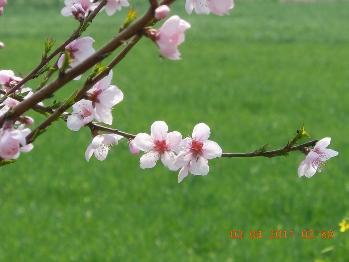 花卉