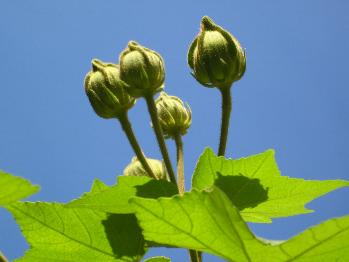 花卉