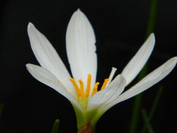 花卉